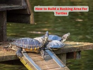 How to Build a Basking Area For Turtles