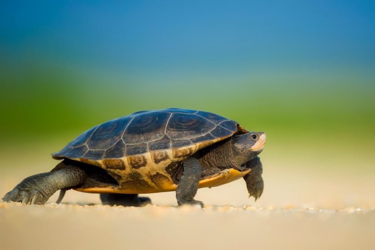 How to Make a Turtle Happy | Turtle Care Tips For Beginners