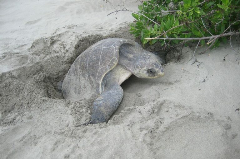 how to take care of a turtle egg