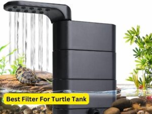 Best Filter For Turtle Tank