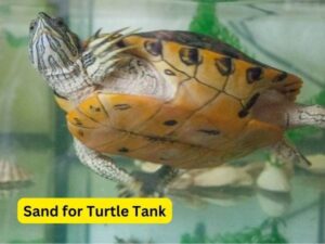 Sand for Turtle Tank