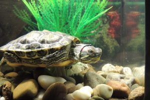 turtle aquarium decor