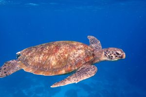 sea turtle noises