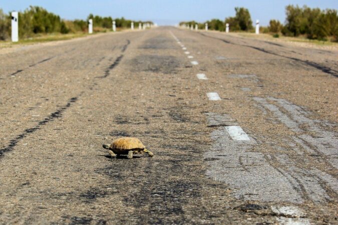 how fast can a turtle run