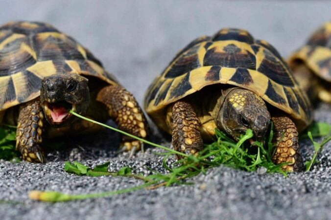 how long can a turtle live without food