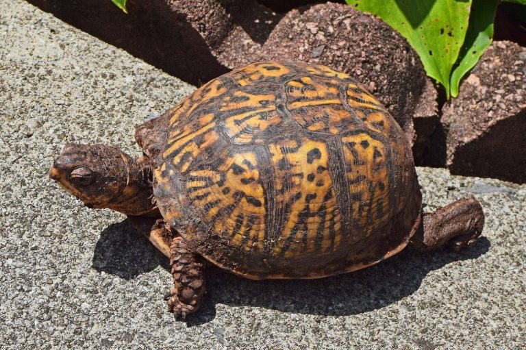 Do Box Turtles Bite | You Need to Know For Safety