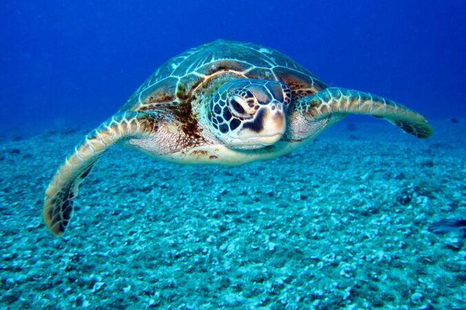 do turtles sleep underwater