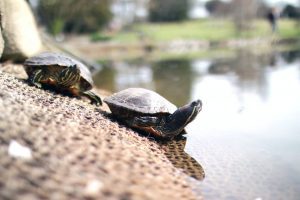 how long can turtles go without water