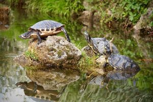 types of pond turtles