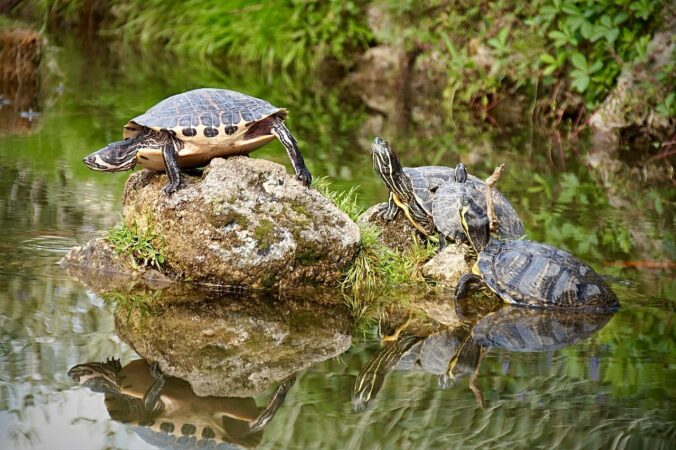 types of pond turtles