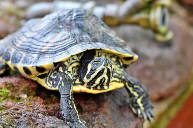 baby yellow belly turtle care