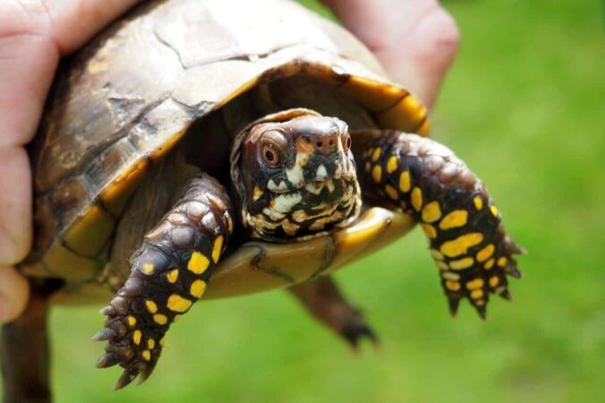 How Long Do Pet Turtles Live | Pet Turtle’s Lifespan