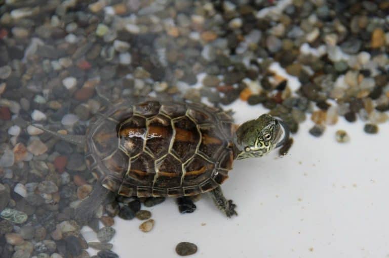 turtle rocks for aquarium