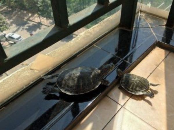 Pet Turtle Name | Guidelines For Naming Your Beloved