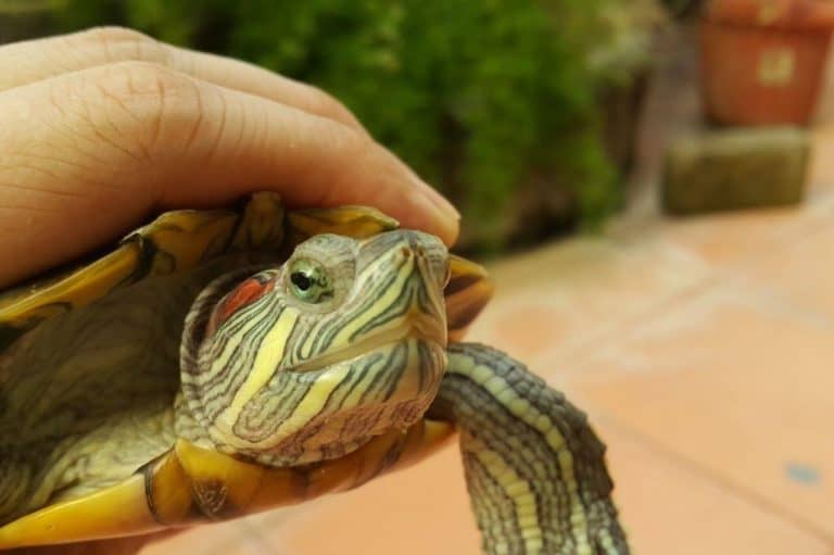 Do Red Eared Sliders Bite? What Experts Say
