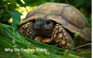 Why Do Turtles Stack