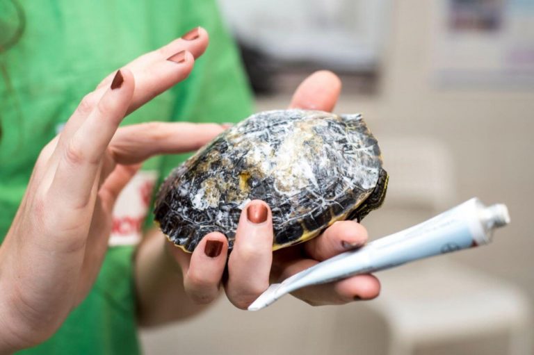 Turtle Shell Rot | Symptoms, Causes & How to Treat Shell Rot in Turtles