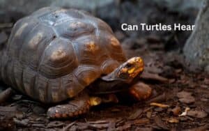 Can Turtles Hear