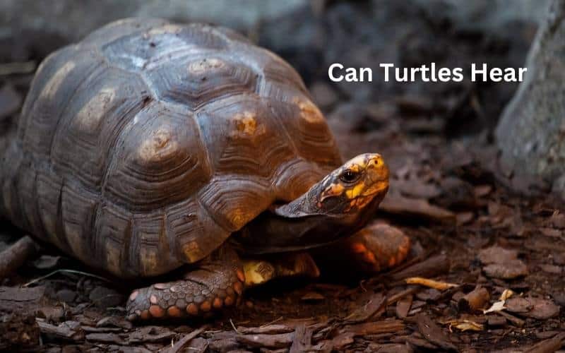 Can Turtles Hear | What Should You Need to Know