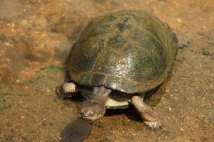 how to clean algae off turtle shell