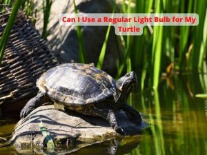 Can I Use a Regular Light Bulb for My Turtle