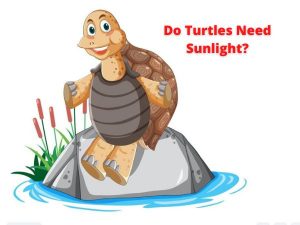Do Turtles Need Sunlight