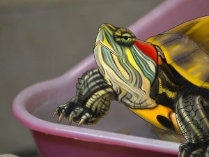 Keep Algae Out of Turtle Tank