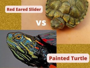 Red Eared Slider vs Painted Turtle