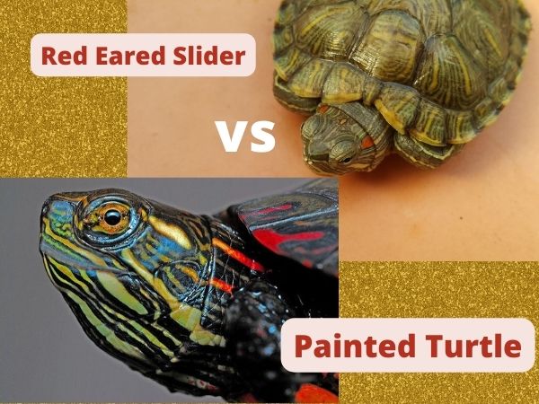 Red Eared Slider vs Painted Turtle| which is better as a pet?
