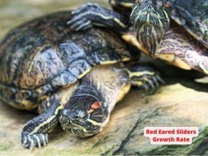 Red Eared Sliders Growth Rate