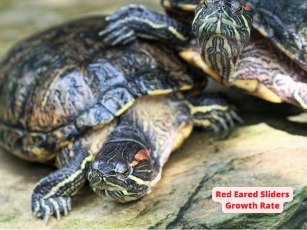 Red Eared Sliders Growth Rate: How Fast Do They Grow?