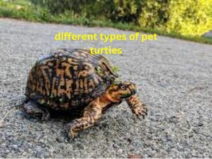 different types of pet turtles