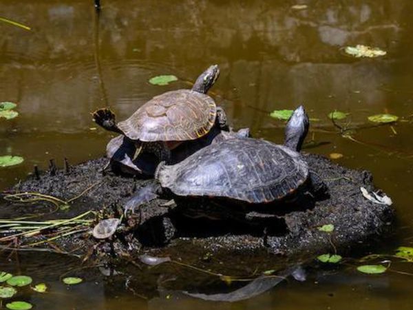 female vs male red-eared slider turtle