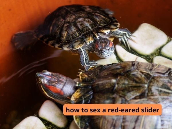 how to sex a red-eared slider
