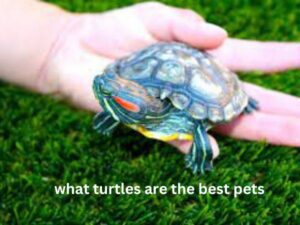 what turtles are the best pets