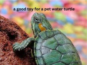 a good toy for a pet water turtle