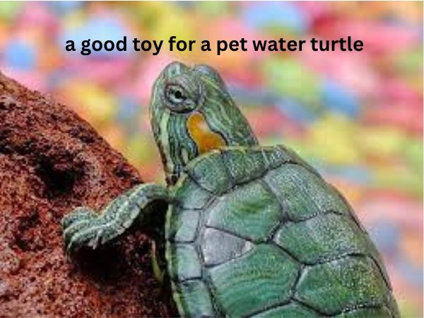 what is a good toy for a pet water turtle?