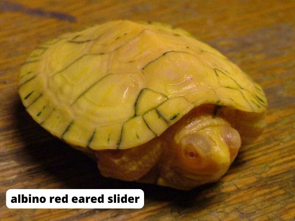 A Short Overview of the Albino Red Eared Slider