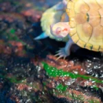 A short lifespan of Albino Red Eared Slider