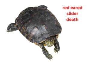 red eared slider death
