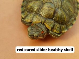 red eared slider healthy shell