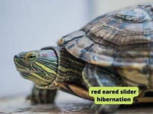 red eared slider hibernation