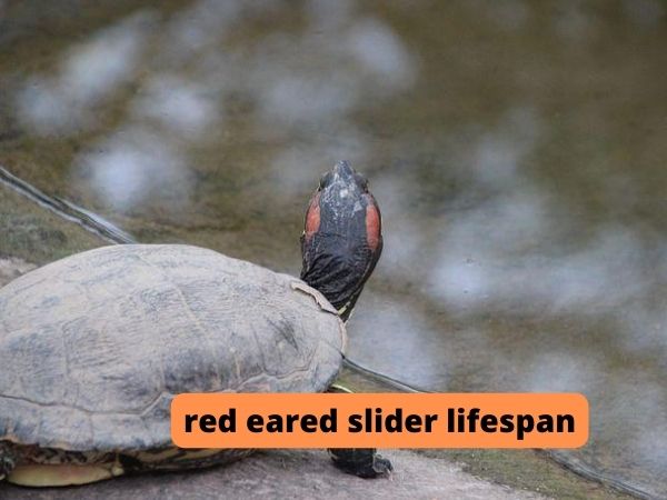 red eared slider lifespan