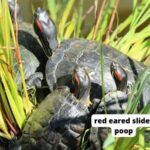 red eared slider poop