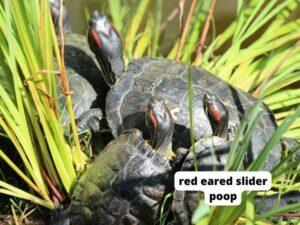 red eared slider poop