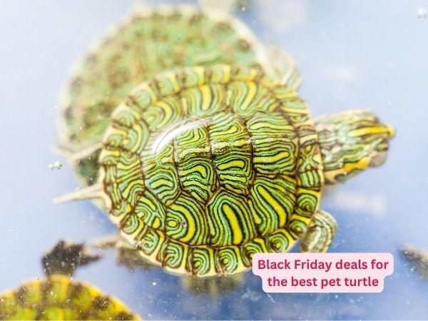Black Friday deals for the best pet turtle