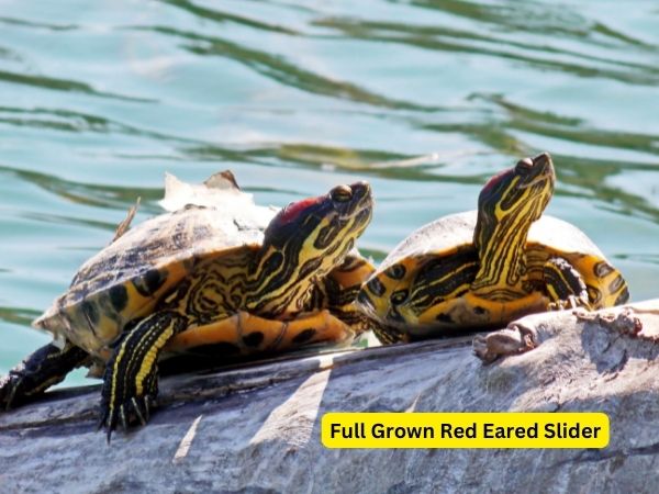 full grown red eared slider – All You Need to Know