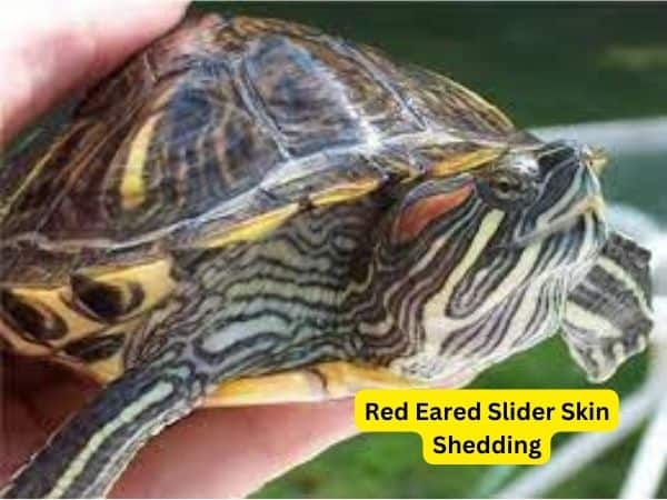 Why Your Red Eared Slider Skin Shedding & what should do?