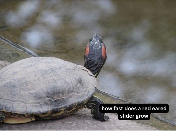 how fast does a red eared slider grow