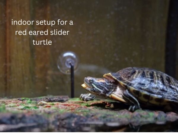 best indoor setup for a red eared slider turtle | turtlevoice